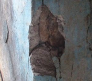 All columns of old building were jacketed with Micro-Concrete 25 to 75 mm thick